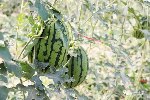 网红忘川吃瓜,揭秘娱乐圈背后的秘密与真相  第2张